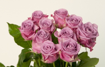 Beoordelen Rijpheid Rosa snijbloemen