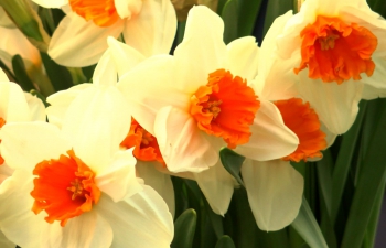 Narcissen, dé voorjaarsbloemen