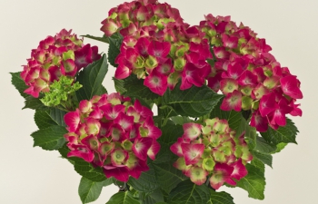 Beoordelen Rijpheid Hydrangea potplanten