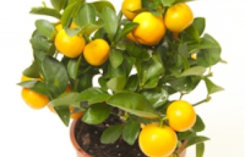 Assortiment kuipplanten of orangerie planten