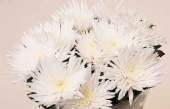 Assortiment Chrysanthemum