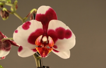 Alles over orchideeën met focus op Phalaenopsis