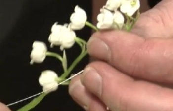 Technieken op draad zetten snijbloemen (speciale technieken)